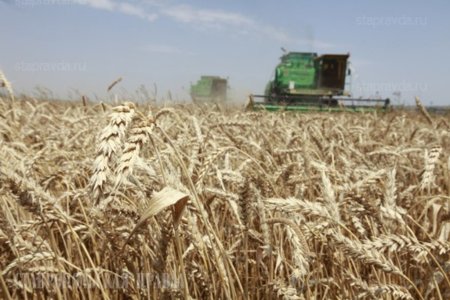 В Республике Дагестан началась жатва хлебов