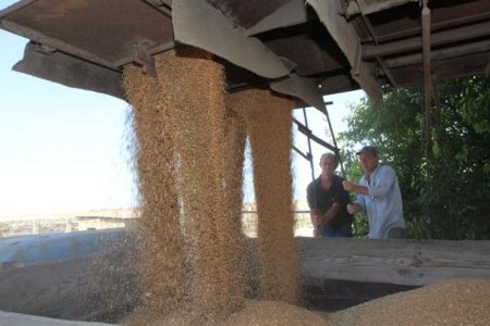 Аналитики правительства РФ предлагают отменить экспортную пошлину на зерно