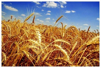 Пакистан впервые разрешил транзит индийской пшеницы через свою территорию