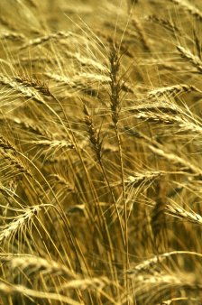 Будет ли использован шанс на реабилитацию зерновых интервенций?