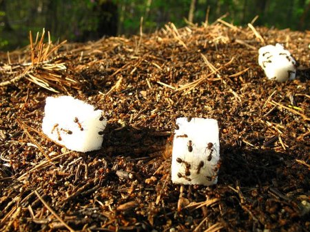 Минагрополитики Украины рассчитывает посеять в 2010 году 450 тыс. га свеклы и произвести 2,5 млн. тонн сахара