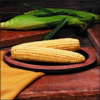 В Бразилии ожидается рост производства сои и кукурузы