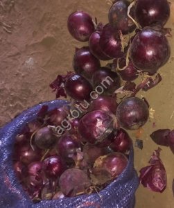 Лук Красный