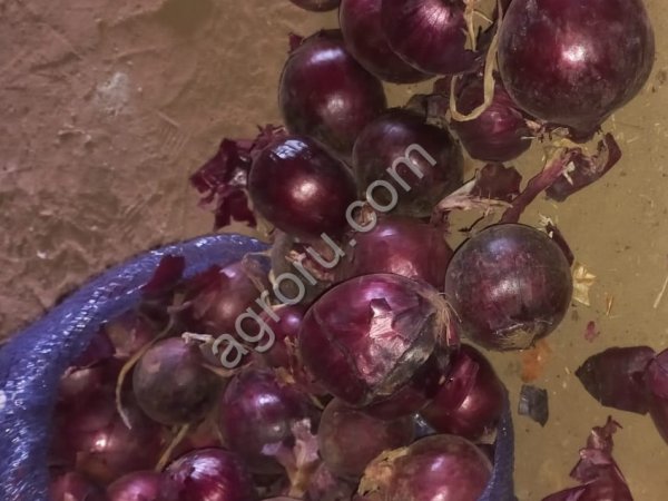 Лук Красный