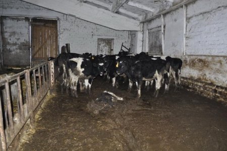 Триумф импортозамещения: молочники Ярославской области идут ко дну