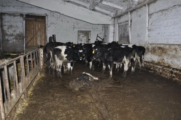 Триумф импортозамещения: молочники Ярославской области идут ко дну