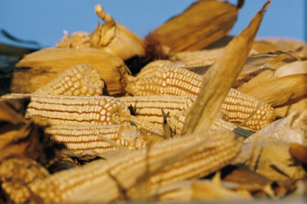 Азиатские покупатели начинают заменять более дорогую фуражную пшеницу кукурузой