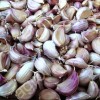 Машина для очистки зубчиков чеснока Vega Garlic Peeler H100