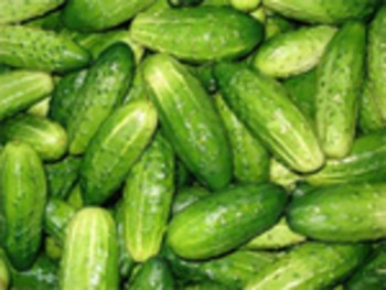 Рязанский огурец еще кормит хозяина