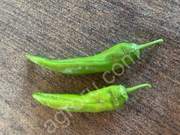 острый перец