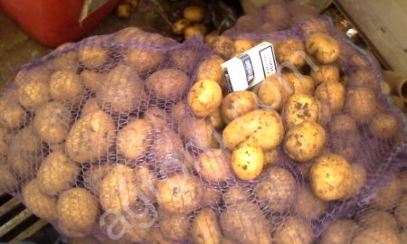 картофель оптом