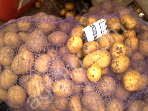 картофель оптом