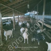 стадо коз вместе с козлом и козлятами