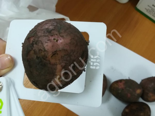 Картофель продовольственный