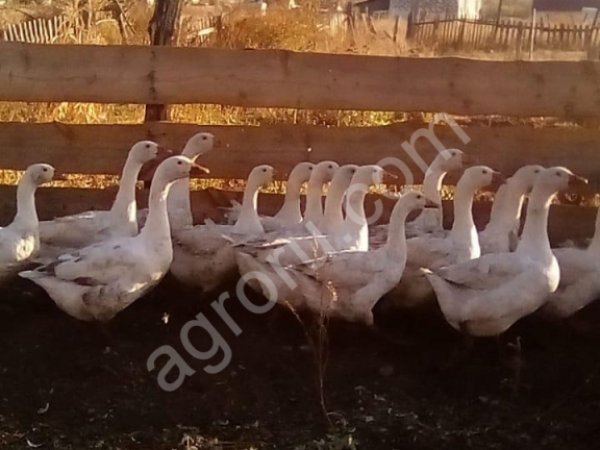 Мясо птицы гуся