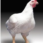 Куры бройлерные (1 - 3 кг) и куры молодка. Оптом.