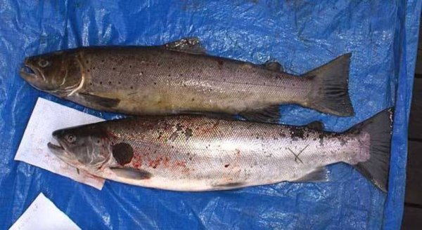 Сотрудники камчатской полиции борются с браконьерами