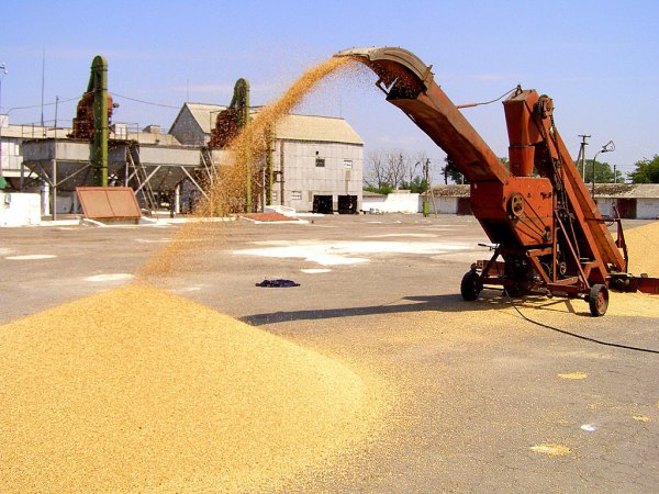 Молдавия ввела временный запрет на экспорт продовольственной и фуражной пшеницы