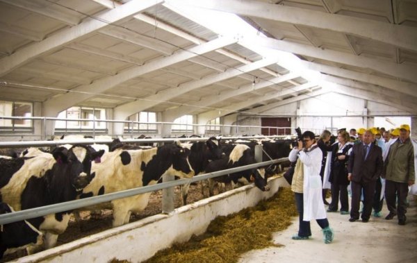 Фермеры Алатского района развивают животноводство