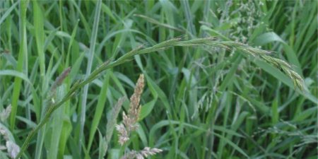 Борьба с пыреем - после уборки