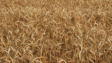 Украина: в Винницкой области площади посевов озимых по урожай-2010 увеличены на 6,8%