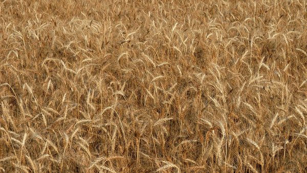 Украина: в Винницкой области площади посевов озимых по урожай-2010 увеличены на 6,8%