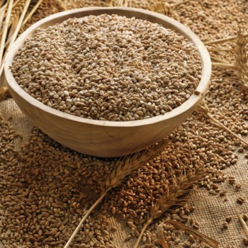 Недельный обзор мирового рынка пшеницы на 3 января 2011 года