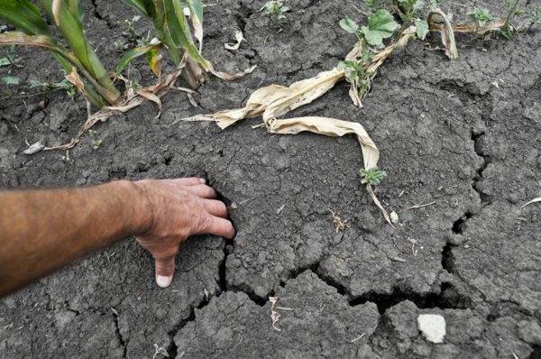 Башкирия потеряет часть урожая из-за засухи