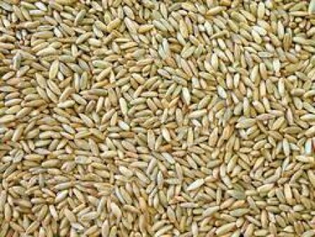 Рожь 1, 2, 3 класса, качество ГОСТ.