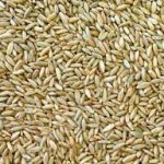 Рожь 1, 2, 3 класса, качество ГОСТ.