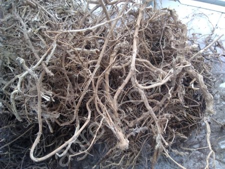 Корень крапивы сухой