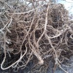 Корень крапивы сухой