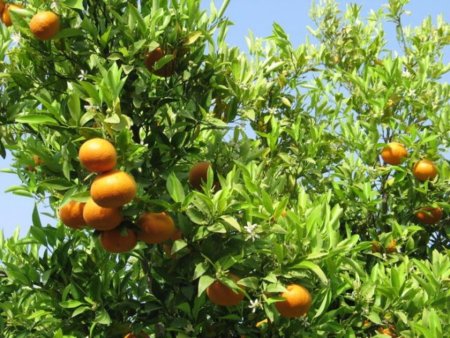 1/5 площадей фруктовых насаждений в мире приходится на Китай