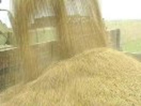 Стимулировать экспорт зерна