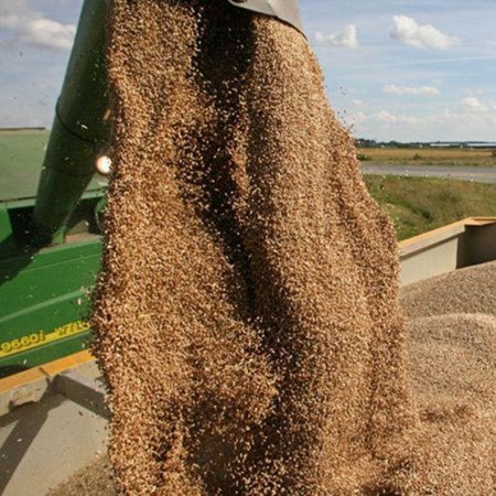 Западные аналитики признали лидерство России на мировом рынке пшеницы