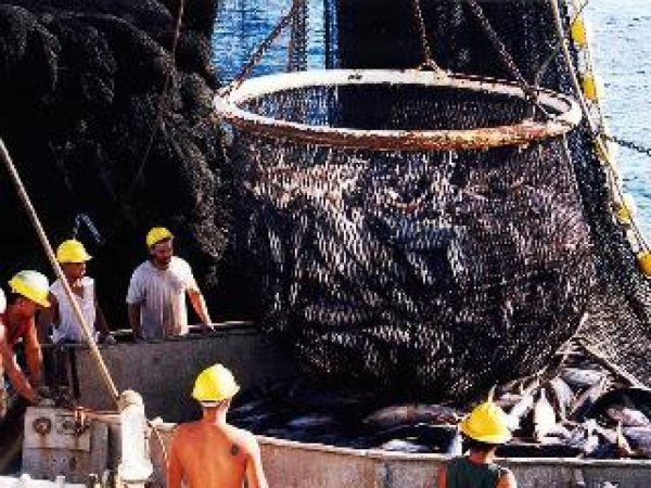 Россельхознадзор запретит транзит рыбы из Балтии в Казахстан