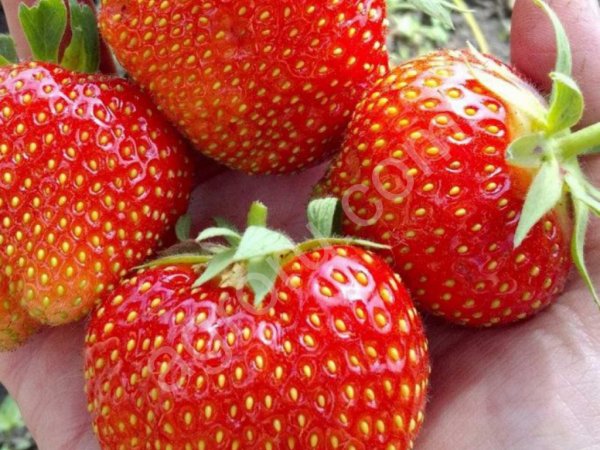 Саженцы клубники: Эльсанта, ремонтантная, гигантелла