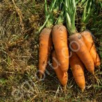 Морковь оптом