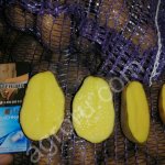 Картофель оптом от производителя