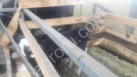 бычков черно - пестрой породы.