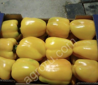 перец болгарский