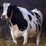 Нетели Холмогрские