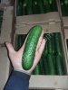 Тепличные огурцы