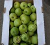 Яблоки урожай 2018 от производителя 60+