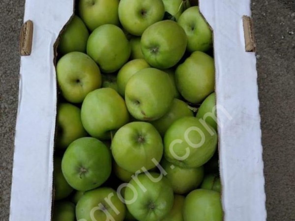 Яблоки урожай 2018 от производителя 60+