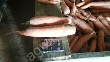 Морковь оптом от производителя