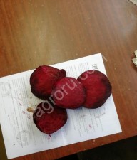 Свекла оптом