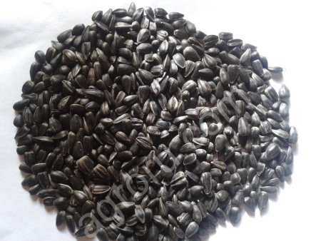 Подсолнечник калиброванный