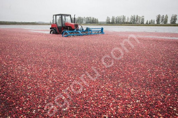 яблоки на переработку