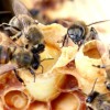 Маточное молочко пчелиное